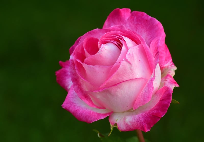 Garden Delight